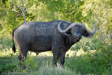 Afrikanischer Büffel (20 von 102).jpg